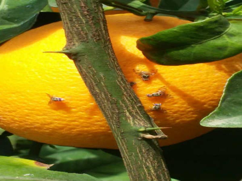 33 million flies are scattered weekly in the Gaza vicinity fight pests 33 million flies are scattered weekly in the Gaza vicinity fight pests