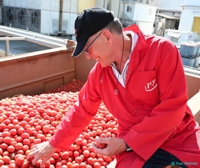 Yachin Processes 50,000 Tons of Israeli Tomatoes During Peak Harvest Season Yachin Processes 50,000 Tons of Israeli Tomatoes During Peak Harvest Season