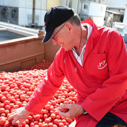 Yachin Processes 50,000 Tons of Israeli Tomatoes During Peak Harvest Season