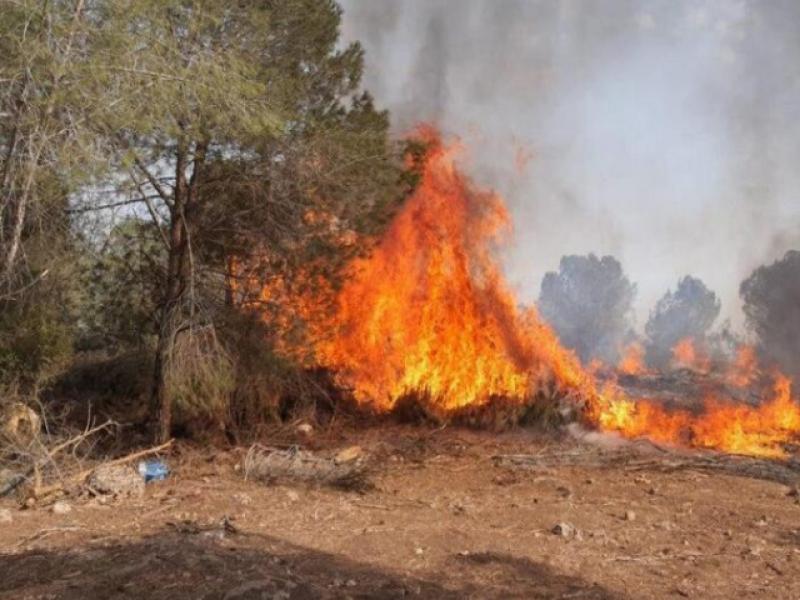 Hundreds of fires across Israel causing huge damage - suspicion of intentional arsons